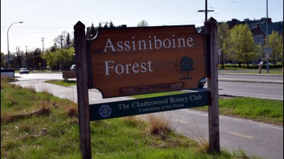 아시니보인 숲(Assiniboine Forest) 하이킹 - 위니펙의 허파같은 울창한 숲이 있는 곳