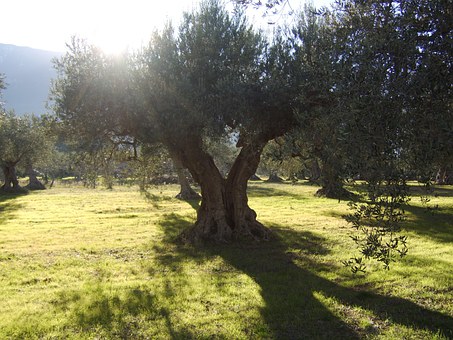 olive-trees-340844__340.jpg