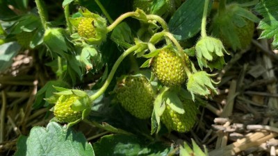 매니토바주에서 방문 수확 딸기 농장(u-pick strawberry farms)이 개장되기 시작