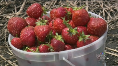 딸기 수확기가 예정되어 있으며, 일부 농장은 주말 연휴에 개장할 가능성이 있어