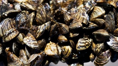 매니토바의 유명한 수로에서 얼룩말 홍합(zebra mussels)이 발견돼