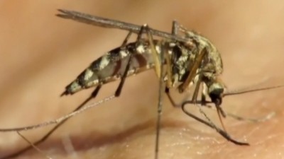 위니펙 시는 웨스트 나일 바이러스(West Nile virus)를 옮기는 모기에 대해 살충제 살포를 시작할 예정