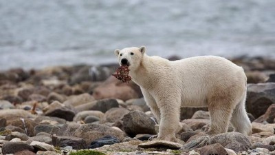 바다물이 늦게 얼었어도 북극곰 사냥하러 바다에 나가게 돼