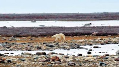 [펌]‘세계 북극곰의 수도’ 캐나다 처칠을 가다