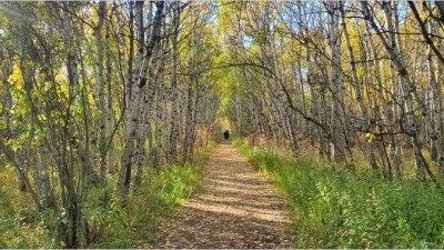아시니보인 숲(Assiniboine Forest)과 하트 트레일(Harte Trail)의 단풍 산책