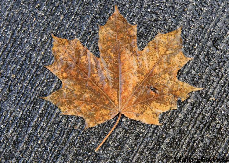 1375377292_06d5b15a_leaf.jpg