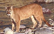 843616978_086429c9_220px-Mountain_lion.jpg