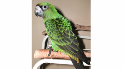 843616978_b866d56f_470_parrot_111217_430241.jpg