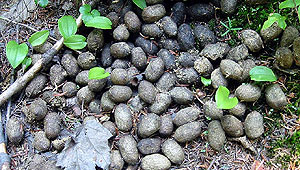 843616978_31ddd362_mi-moose-poop.jpg